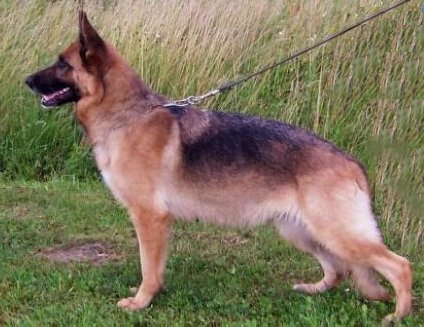 Pam von der Liebeswarte