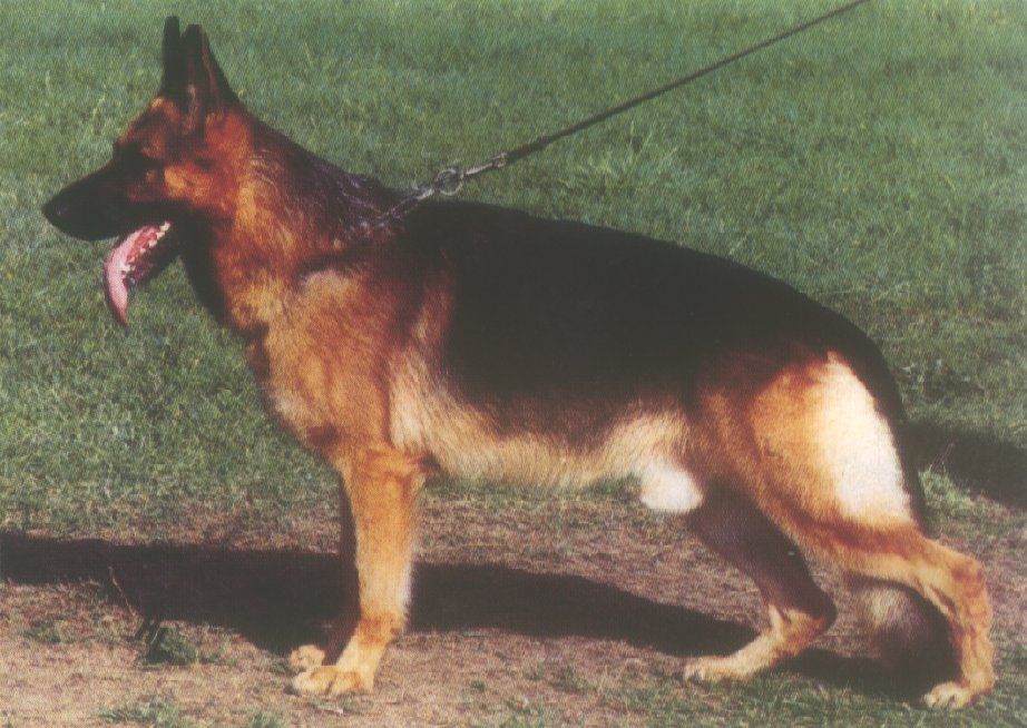 Jack vom Trienzbachtal