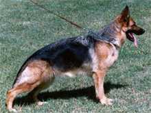 Daffie vom Suentelstein