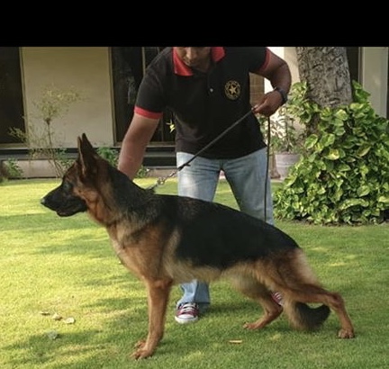 Lusee vom Bretta Kennel