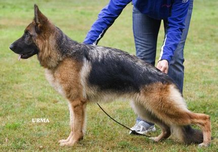 Noelle vom Frankengold