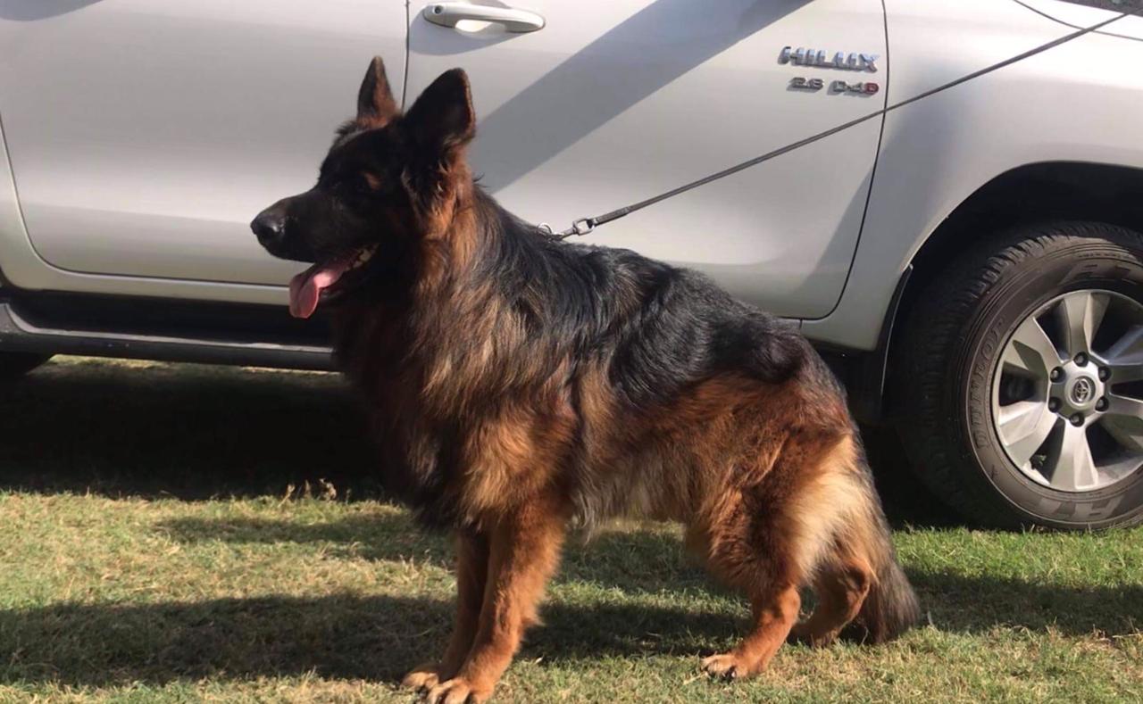 Pinto van Contra Haus