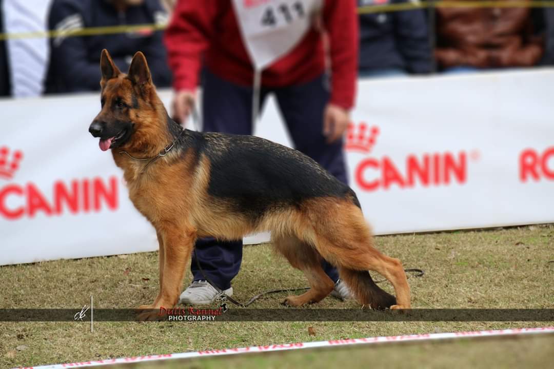 Kako vom Royal Star