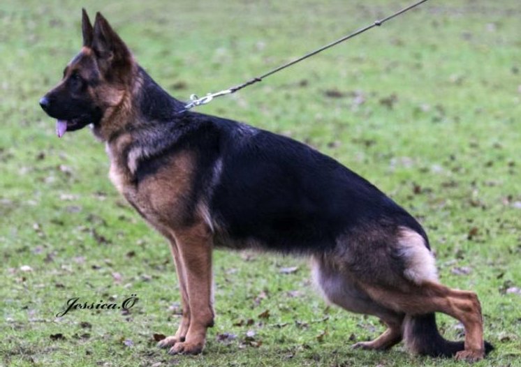 Xanti aus dem Haus Zygadto