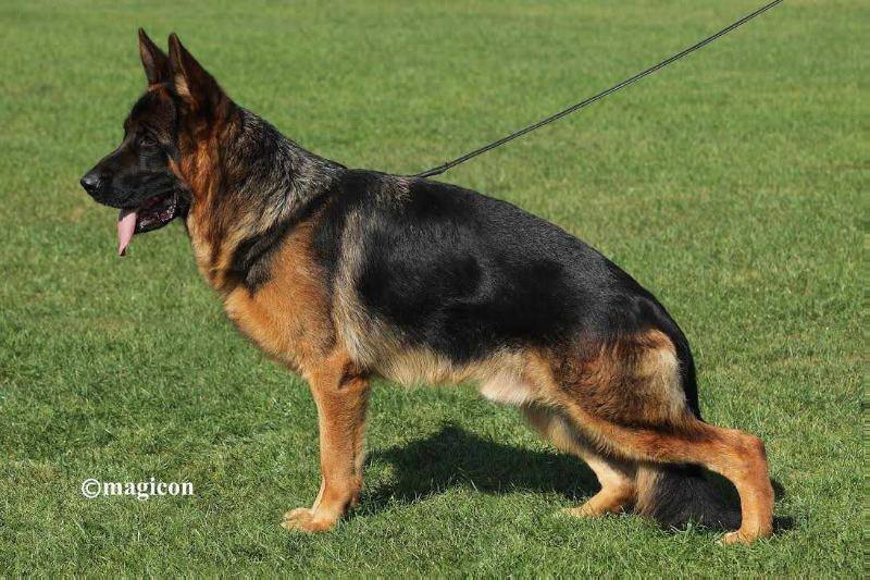 Cyrus vom Osterberger-Land