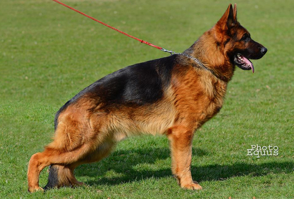 Kandro vom Finkenschlag