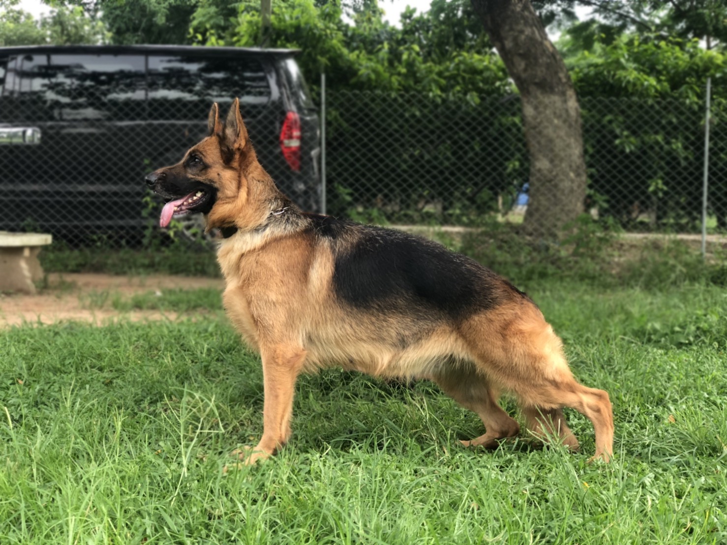 Edra vom Finkenschlag