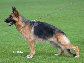 Illie vom Holtkämper Hof