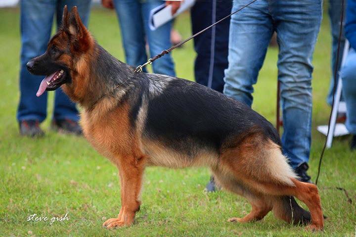 Dixi vom Valtenberg