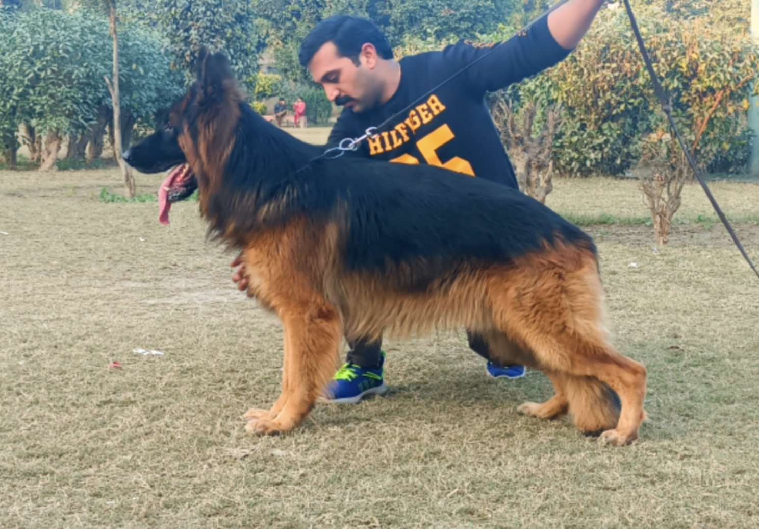 Milo vom Blacky Wall