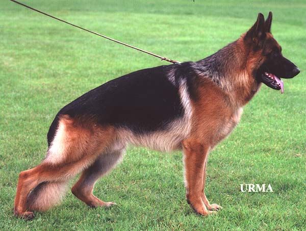 Quiro vom Deutschherrenhof