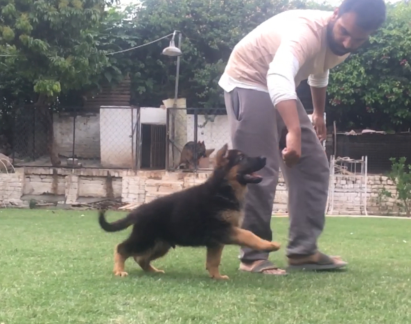  Dragon von Kehlstein Haus