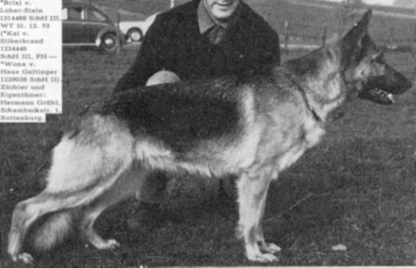 Brixi vom Loher-Stein