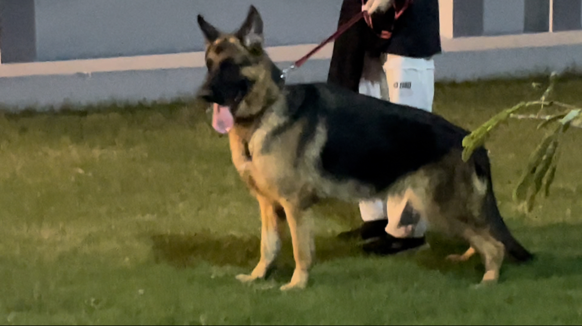  Stella vom die Besten