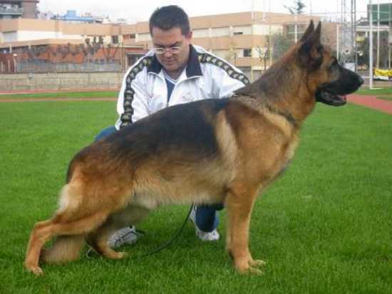 Miko vom Alexyrvo Hof