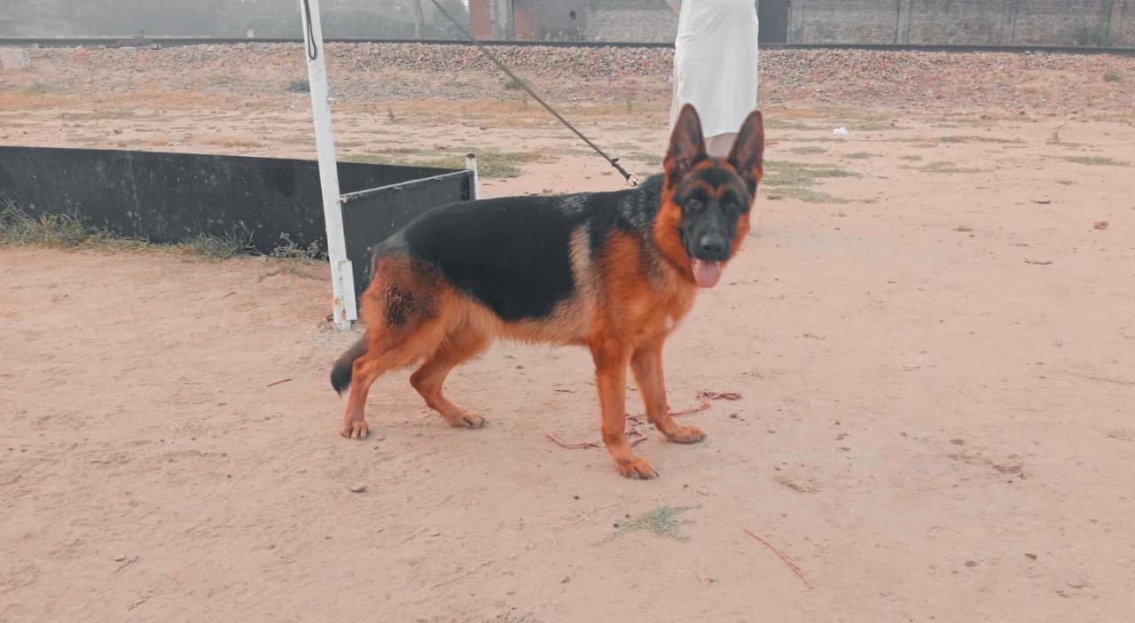  Britta vom Mighty Wolf