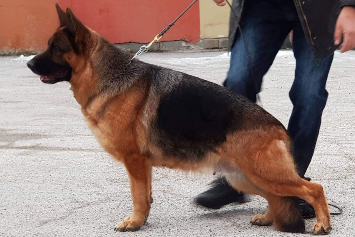 Yorka von Ljulin