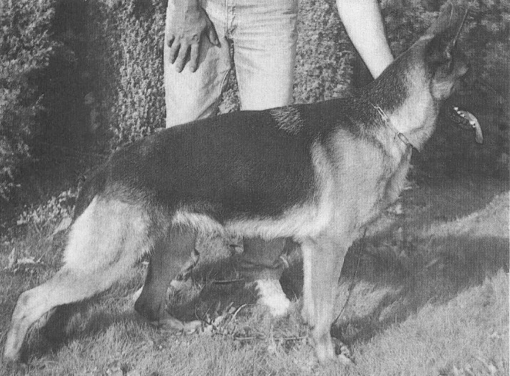 Bonnie vom Hühnegrab