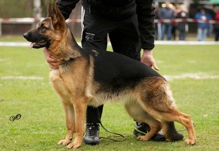 Biotine du Clos de Patmisand