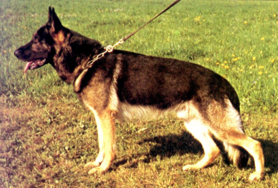 Greif vom Bielkopf
