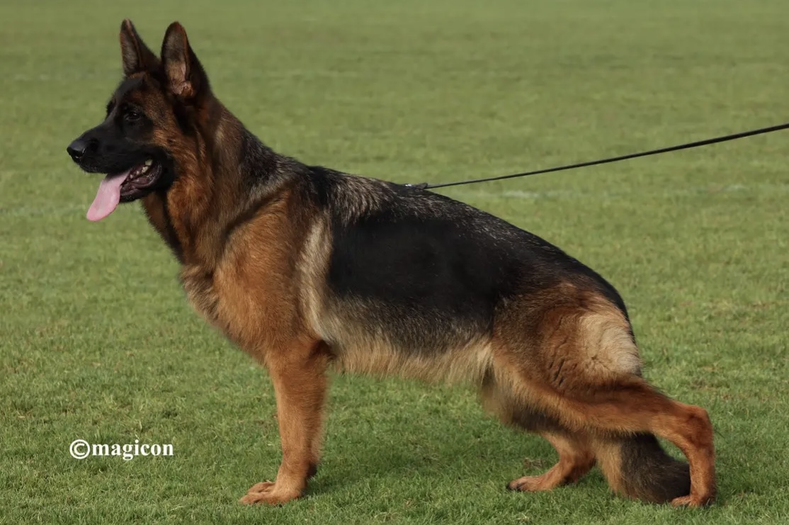 Ursel von Schnitzerteam