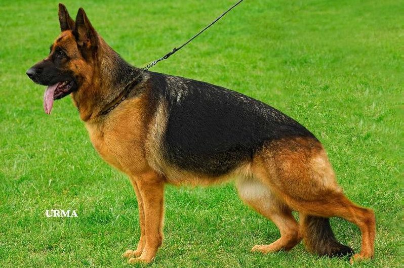 Helia du Clos de Patmisand