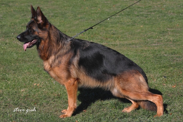 Napoli des Bergers de Patmisand
