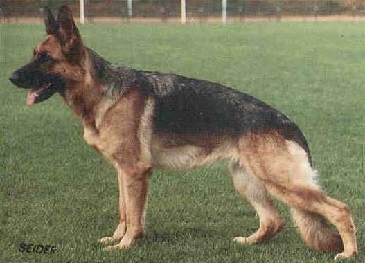 Pola vom Schornfelsen