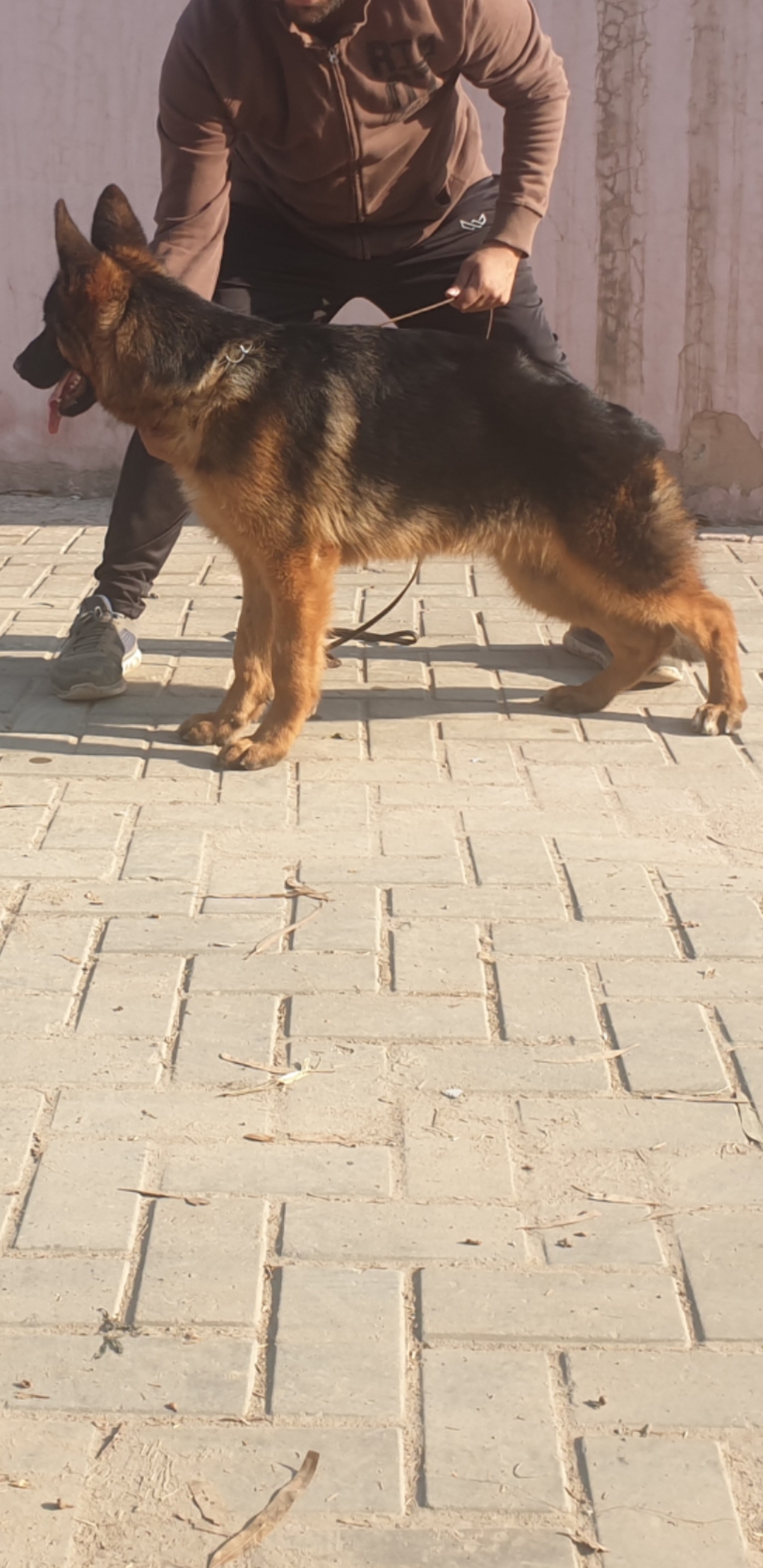  Simba vom Hiran Minar