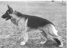 Tito vom Wildsteiger Land