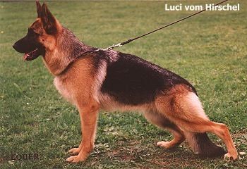 Luci vom Hirschel