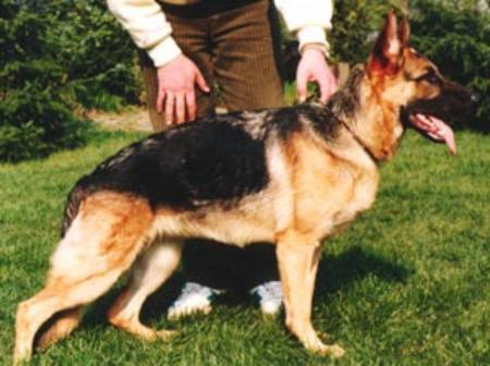 Isa vom Lärchenhain