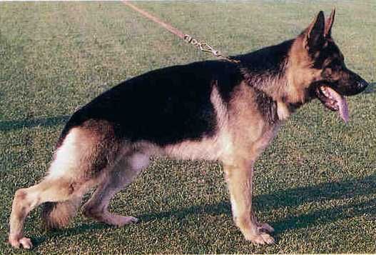 Berry aus dem Haus Zygadto