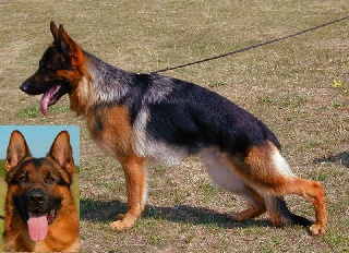 Basko vom Deininghauser Park