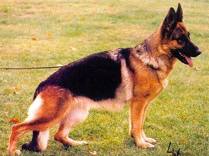 Melinda vom Fiemereck