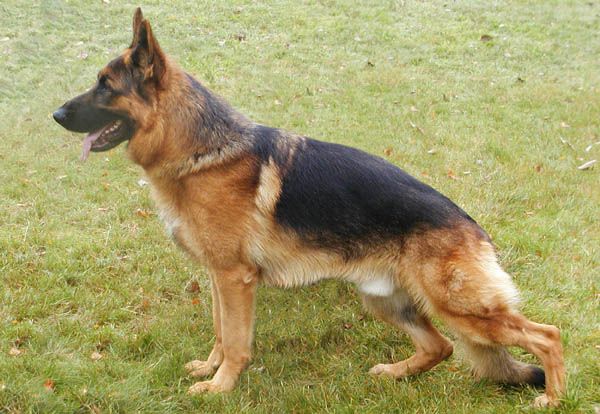 Pascha vom Zellwaldrand