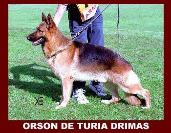 Orson de Turia Drimas