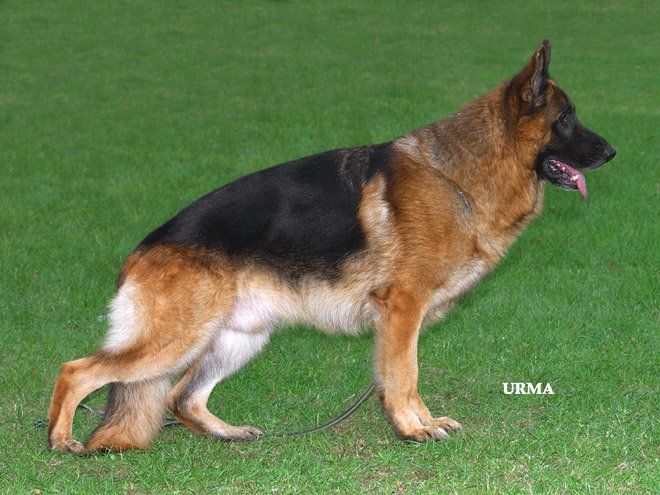 Saber vom Steffen Haus