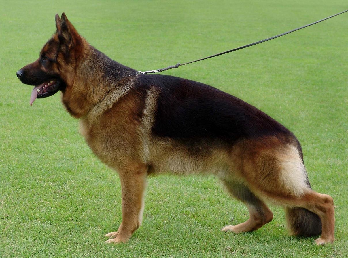 Shicco von der Freiheit Westerholt