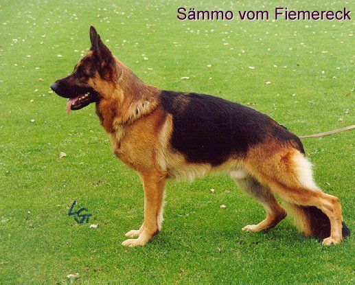 Sämmo vom Fiemereck