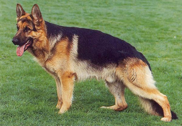 Volka Novem