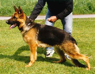 Sabrinana vom Fiemereck