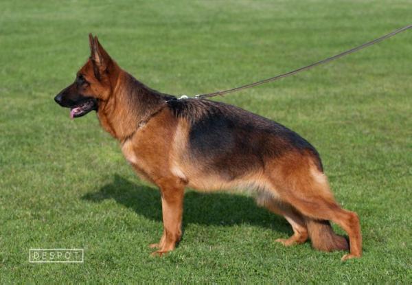 Honda von Panoniansee