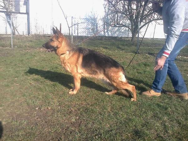 Katana od Petkoviča