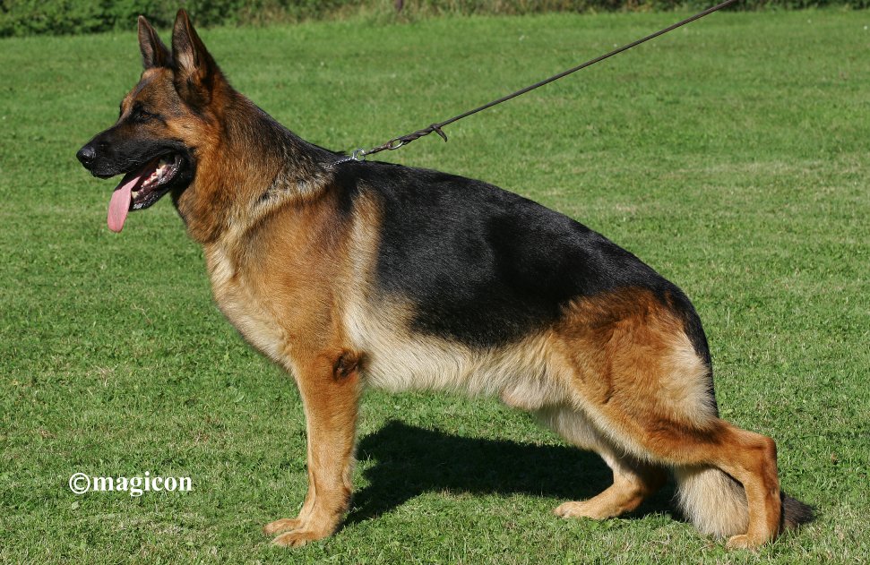 Sultan von der Jahnhöhe