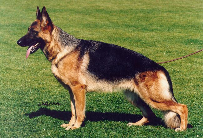 Uschka vom Lärchenhain