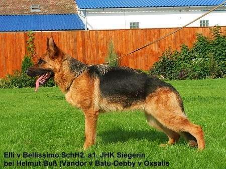 Ellie von Bellissimo (H)