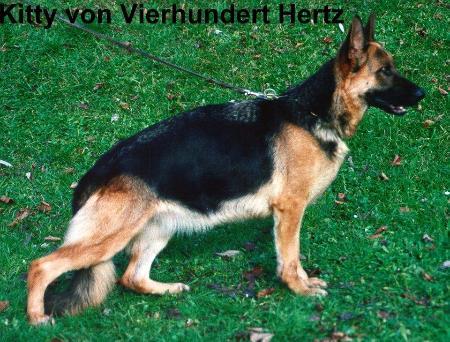 Kitty von Vierhundert Hertz