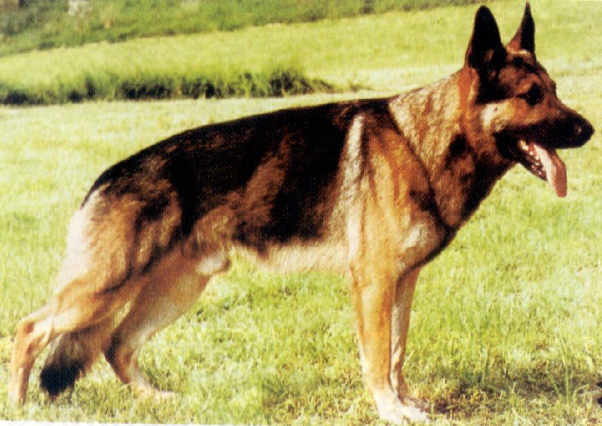 Dax von der Kesmarker Tränke