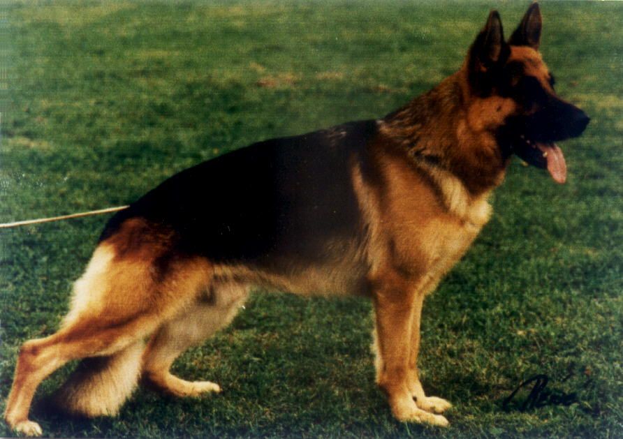 Glenn von der Bonewie